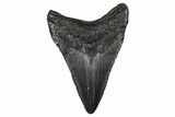 Fossil Megalodon Tooth - South Carolina #368693-1